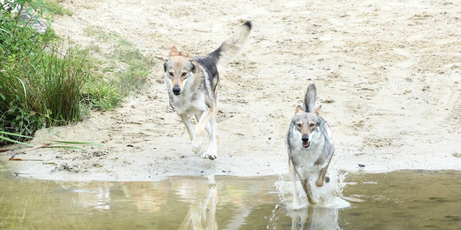 DNAが明らかにするヒトと犬の移動の歴史【研究結果】