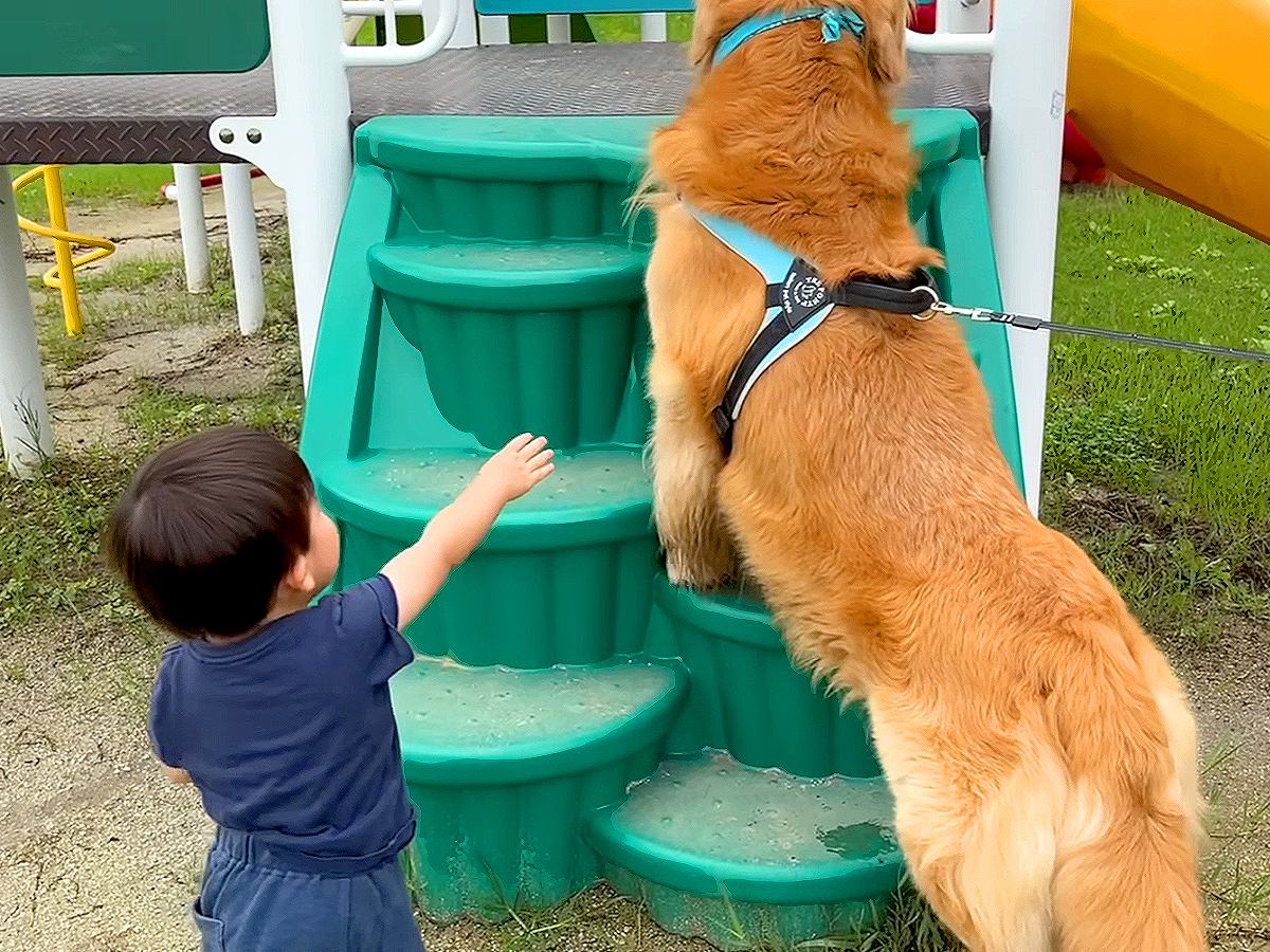 大型犬が『2歳の男の子と公園へ行った』結果…まさかの『滑り台の順番争い』が10万再生「我慢したの偉すぎる」「ホント人間みたいｗ」と絶賛