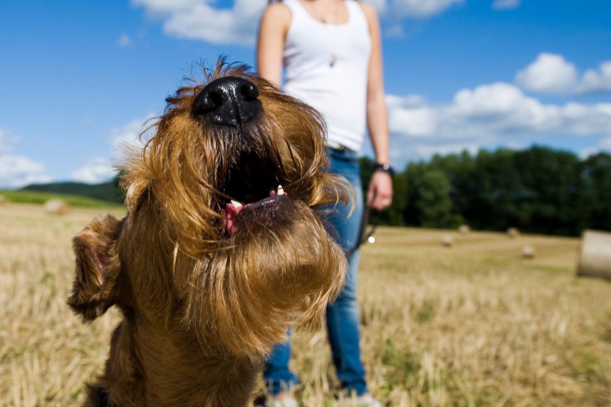 愛犬の『吠え癖』って直せるの？試したい3つの方法や逆効果になってしまうタブーまで解説