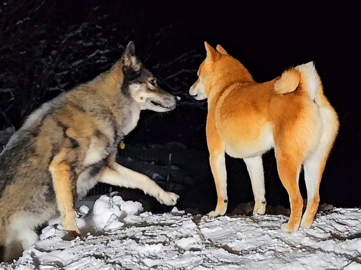 雪の積もる庭で、おもちゃを失くしてしまった犬→まさかの『狼犬が見せた奇跡の大活躍』に1万いいね「格好良すぎ」「頼もしくて感動」と称賛