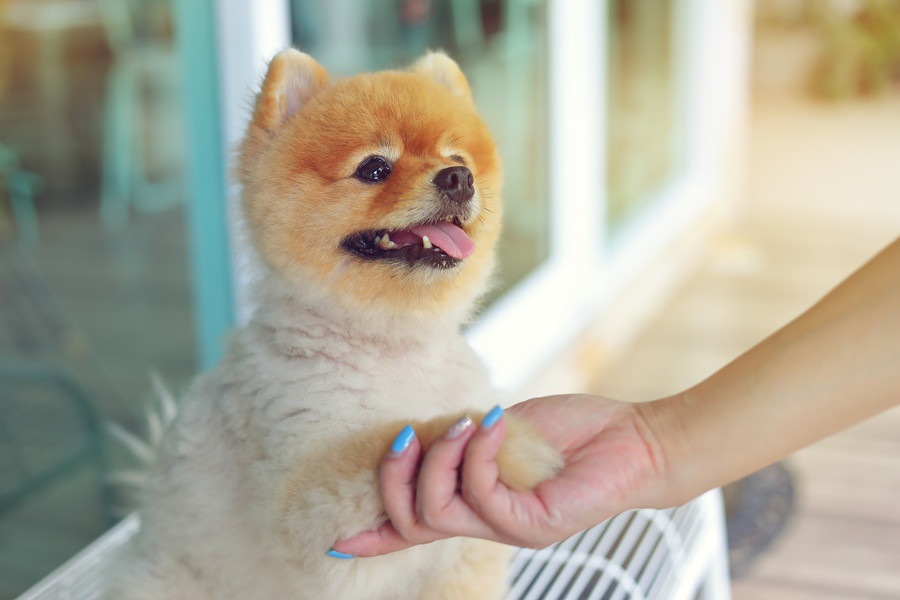 犬が人間よりも優れている2つのこと