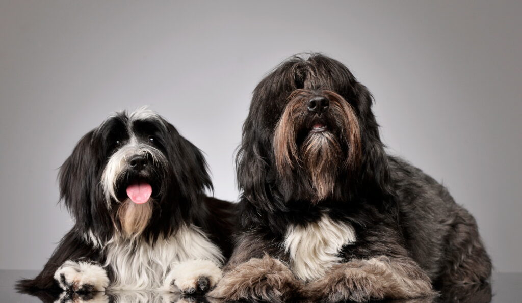 【獣医師監修】チベタン・テリア｜犬種の特徴と性格、飼い方や価格相場まで解説