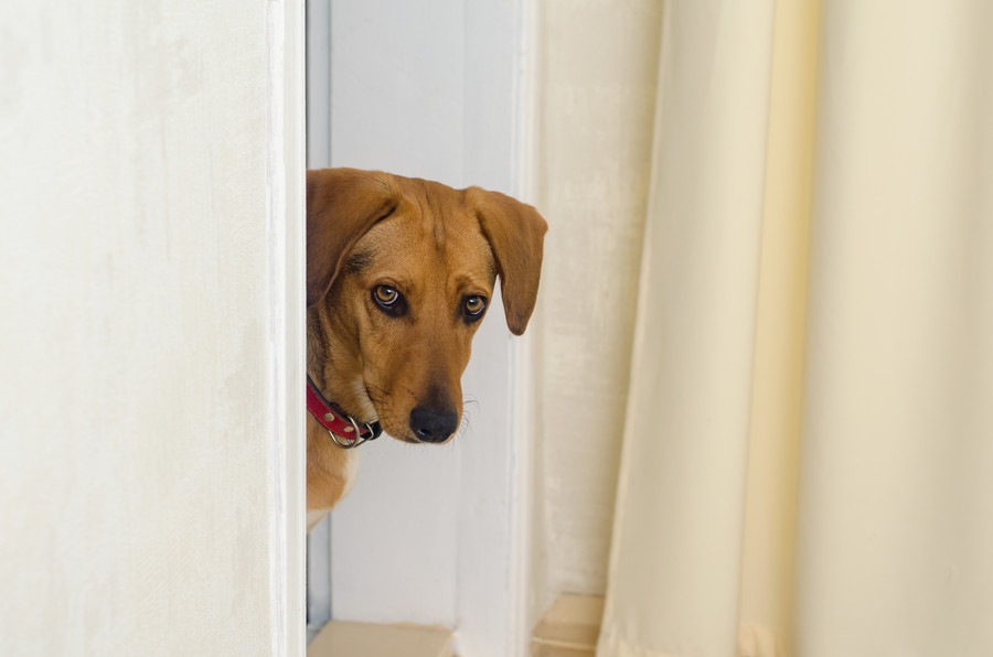 飼い主が帰宅しても喜ばない犬の心理