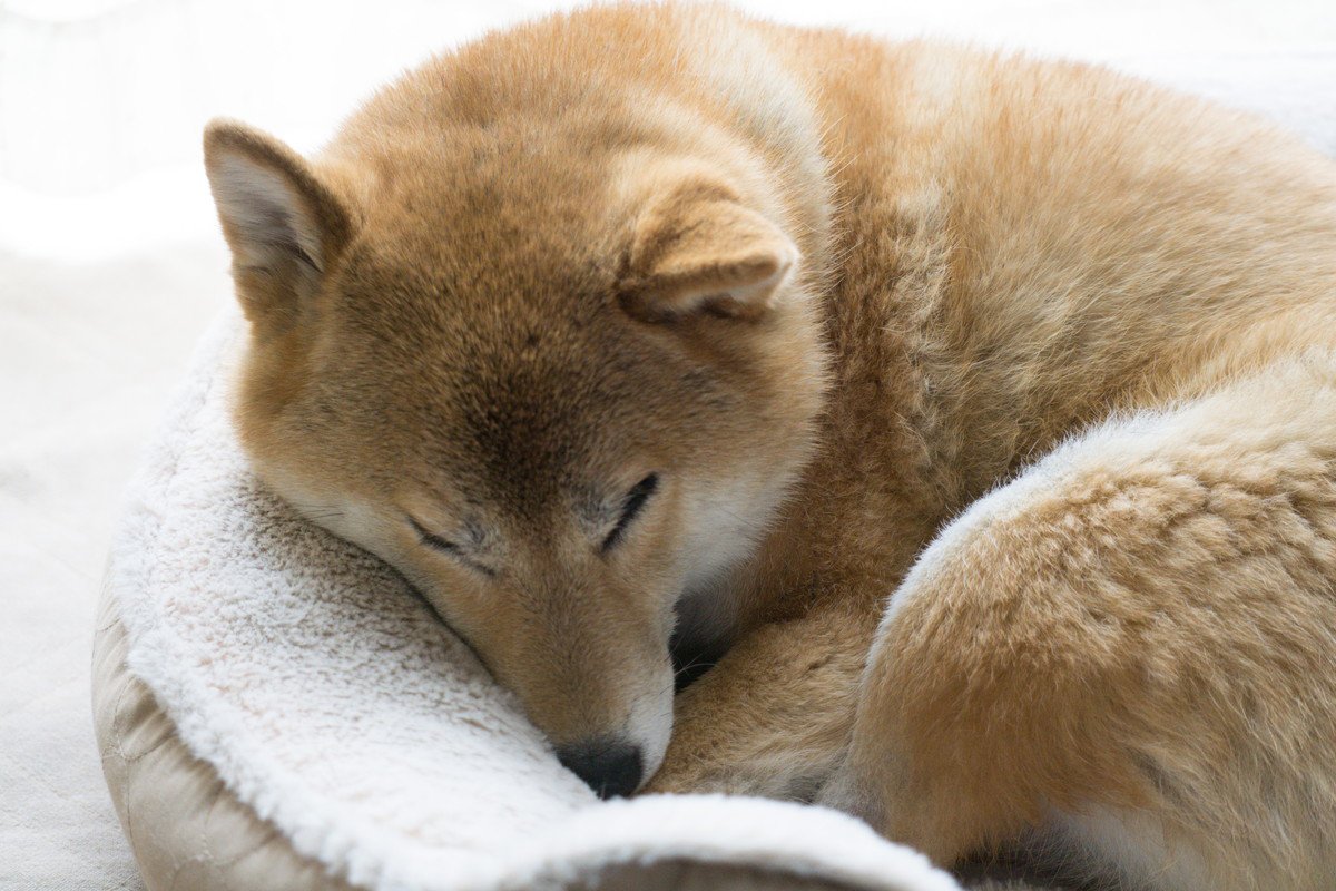 犬が『腹痛を訴えている』ときにみせる行動8選　今すぐに病院へ行くべき状態とは？