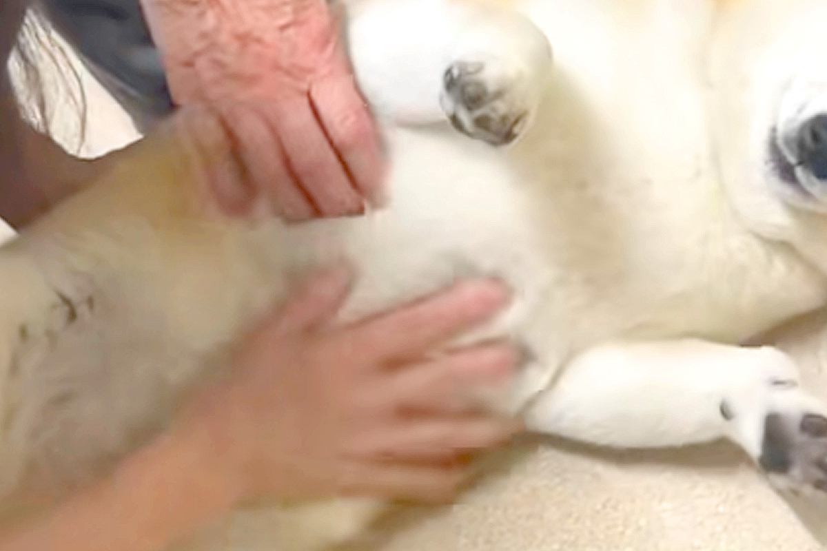 動物病院にやってきた犬→診察室で『先生』を見た途端…あまりにも愛おしい『態度と表情』が17万再生「想像以上にデレデレ」「幸せそうｗ」