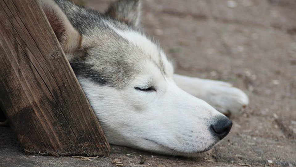 迷い犬に出会ったら？厳しい保護の現実を体験談交え紹介