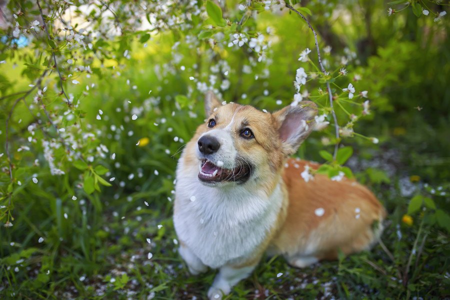 春～夏にかけて絶対に意識すべき『犬のNGな飼い方』６選