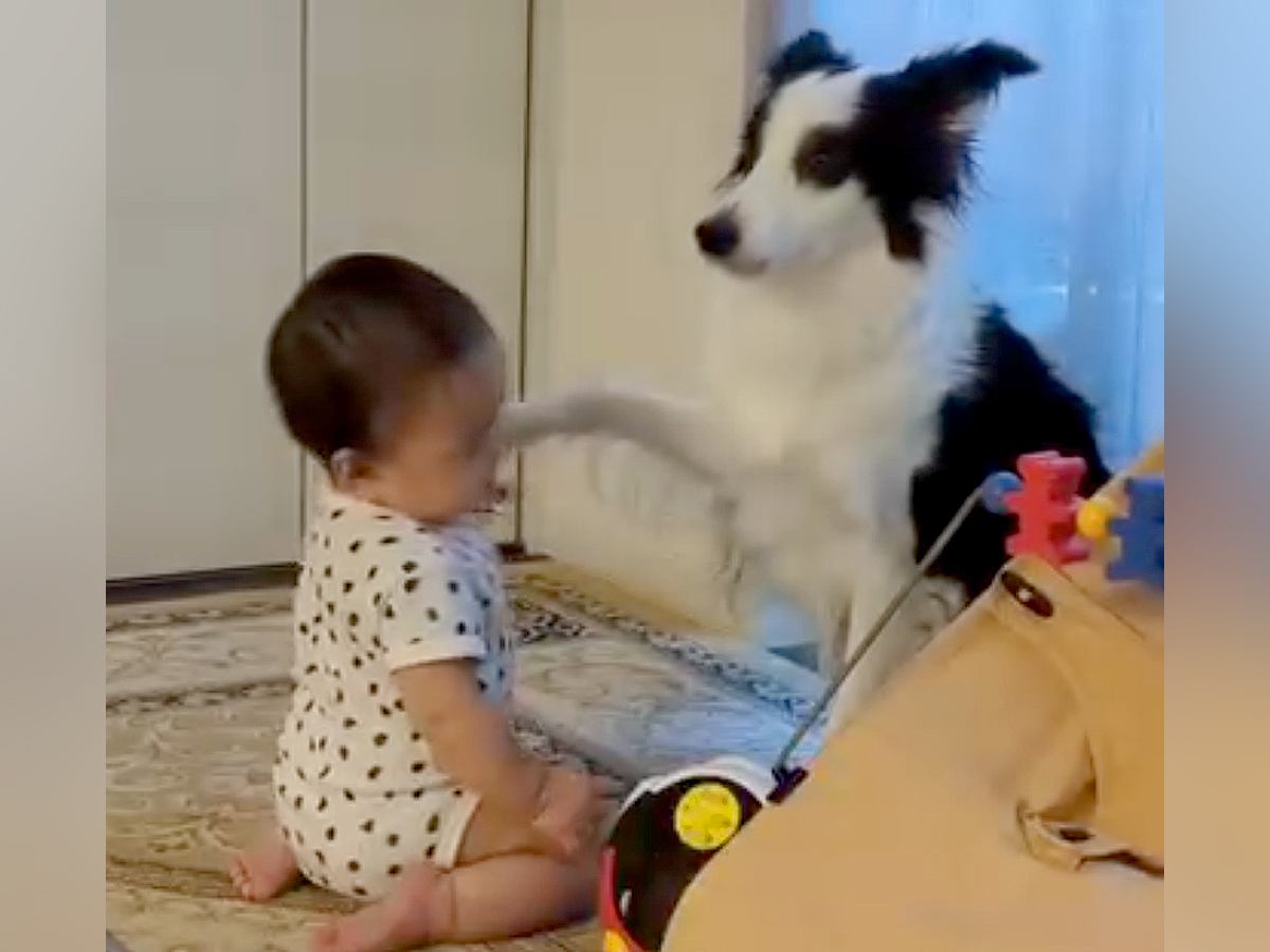 『多分、前世は人間』赤ちゃんの遊び相手になる犬→まるで『本当のお姉ちゃん』のような光景が10万再生「通じ合ってる感じ」「微笑ましい」