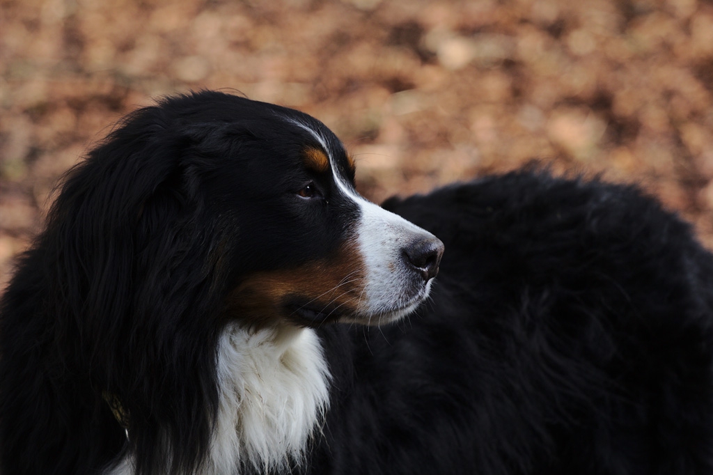 あなたはどう思う？優しい大型犬が人間を襲った事件について