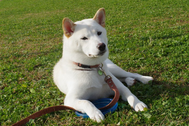 8000年前の壁画に描かれた犬にはリードが着けられていた！