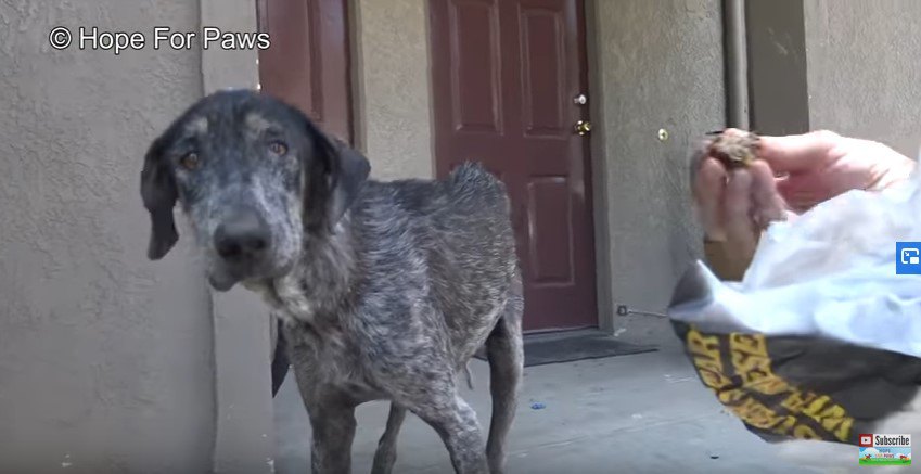 もういらない。マイクロチップで判明した元飼い主に見捨てられた犬