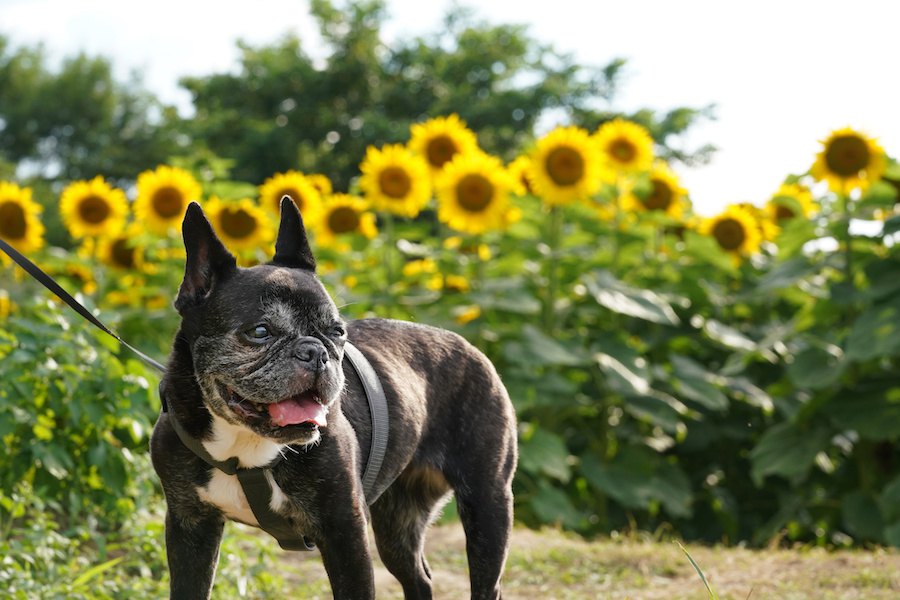 老犬ホームってどんなところ？特徴や探し方