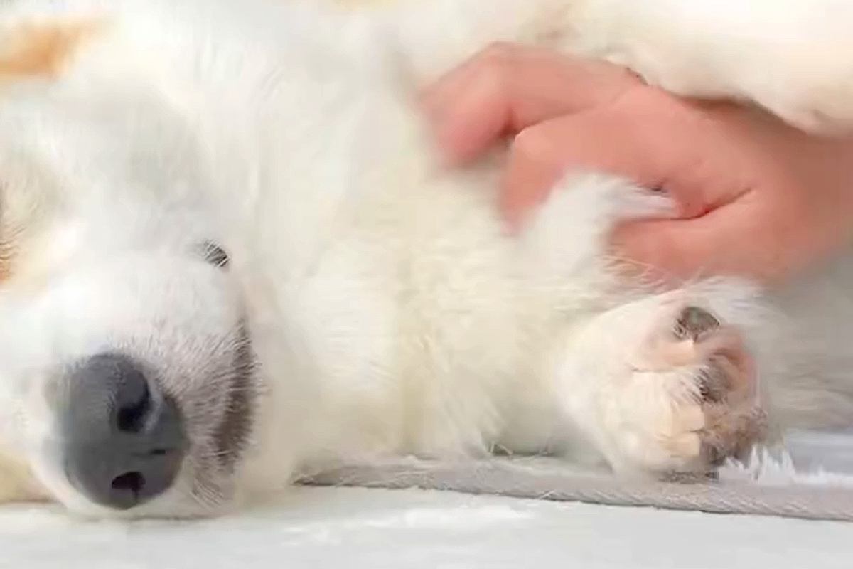 気持ちよさそうに撫でられる犬→手を離すと、『表情』が変わり…撫でざるを得ない『アピールの仕方』に5万いいね「されたい」「めちゃ可愛い」