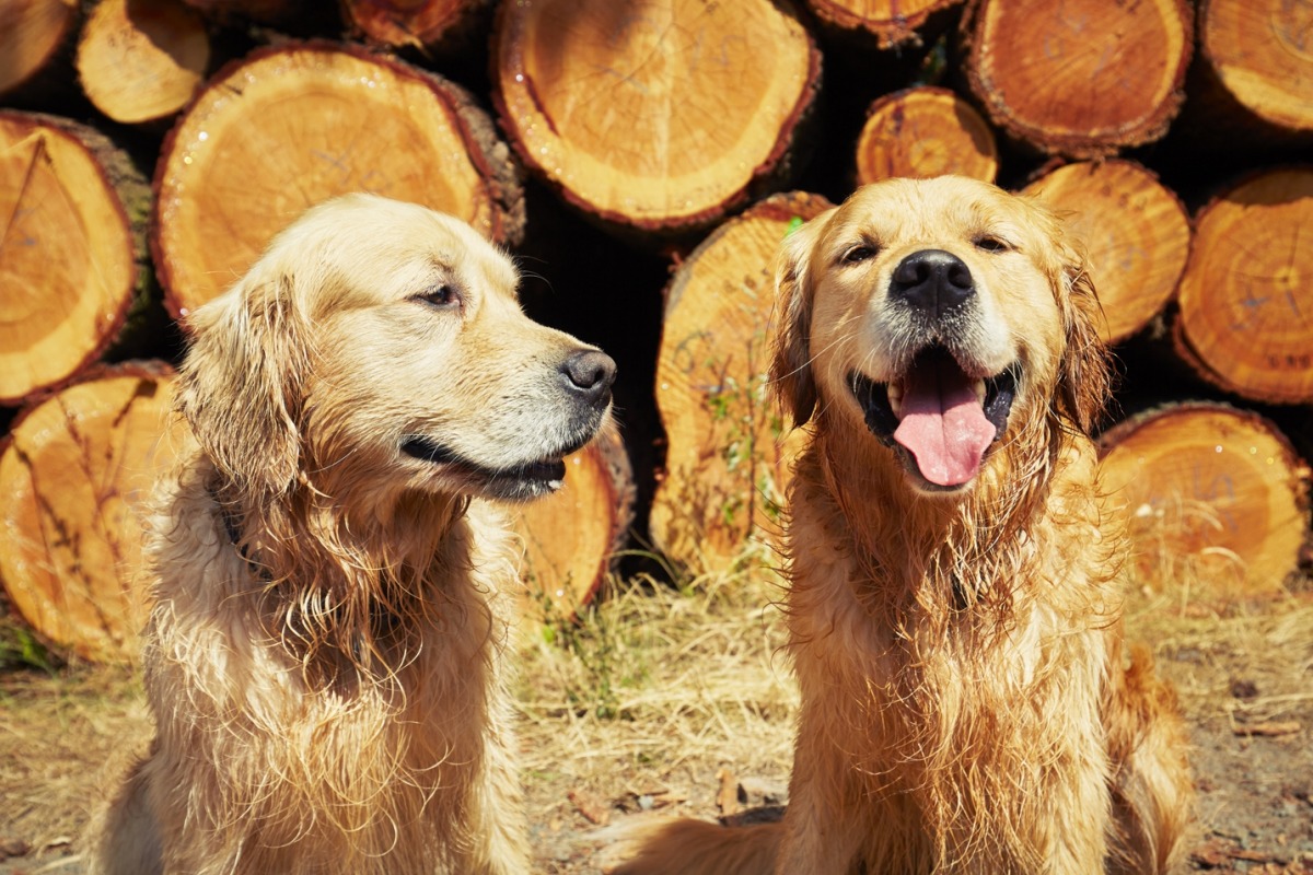 愛犬の永遠の命?韓国で進むペットクローン技術について