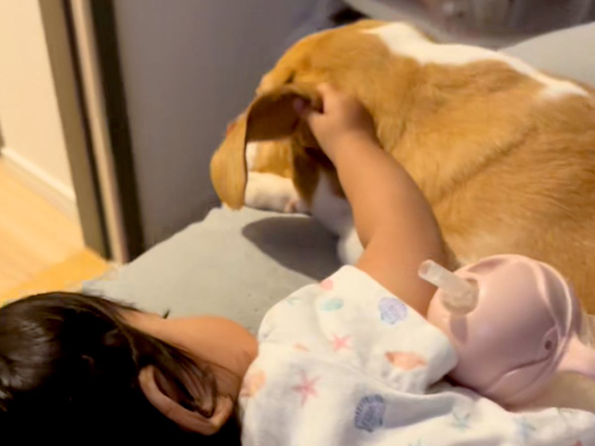 眠くなると犬の耳を触る赤ちゃん→まるで『本当の母親』のように寄り添って…あまりにも尊すぎる光景が43万再生「安心するんだ」「優しい」