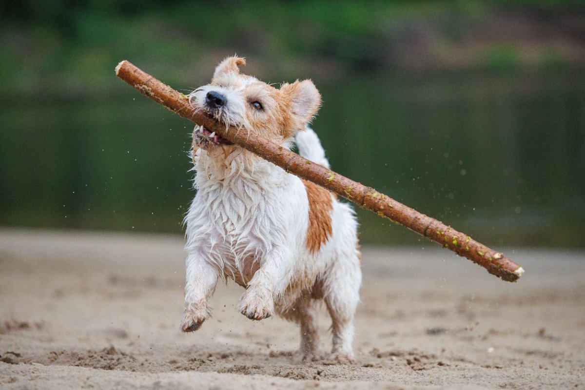 『わんぱくな犬種』3選　やんちゃで元気すぎるわんこがよくする行動や注意点まで