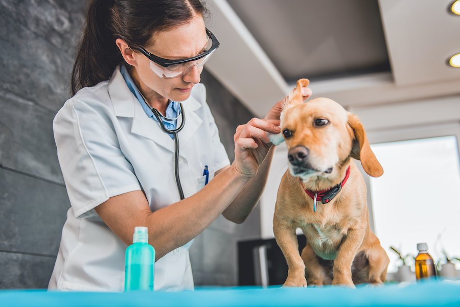 犬の耳掃除「自宅ではやらない」が主流？