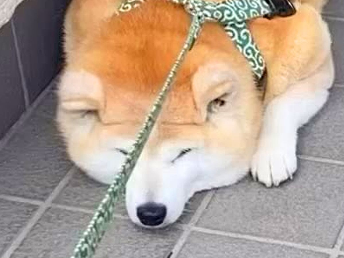 『行かないもん！』暑い日、犬が玄関先で散歩拒否をした結果…態度が豹変した『まさかの対処法』に46万再生の反響「待ってましたって感じｗ」