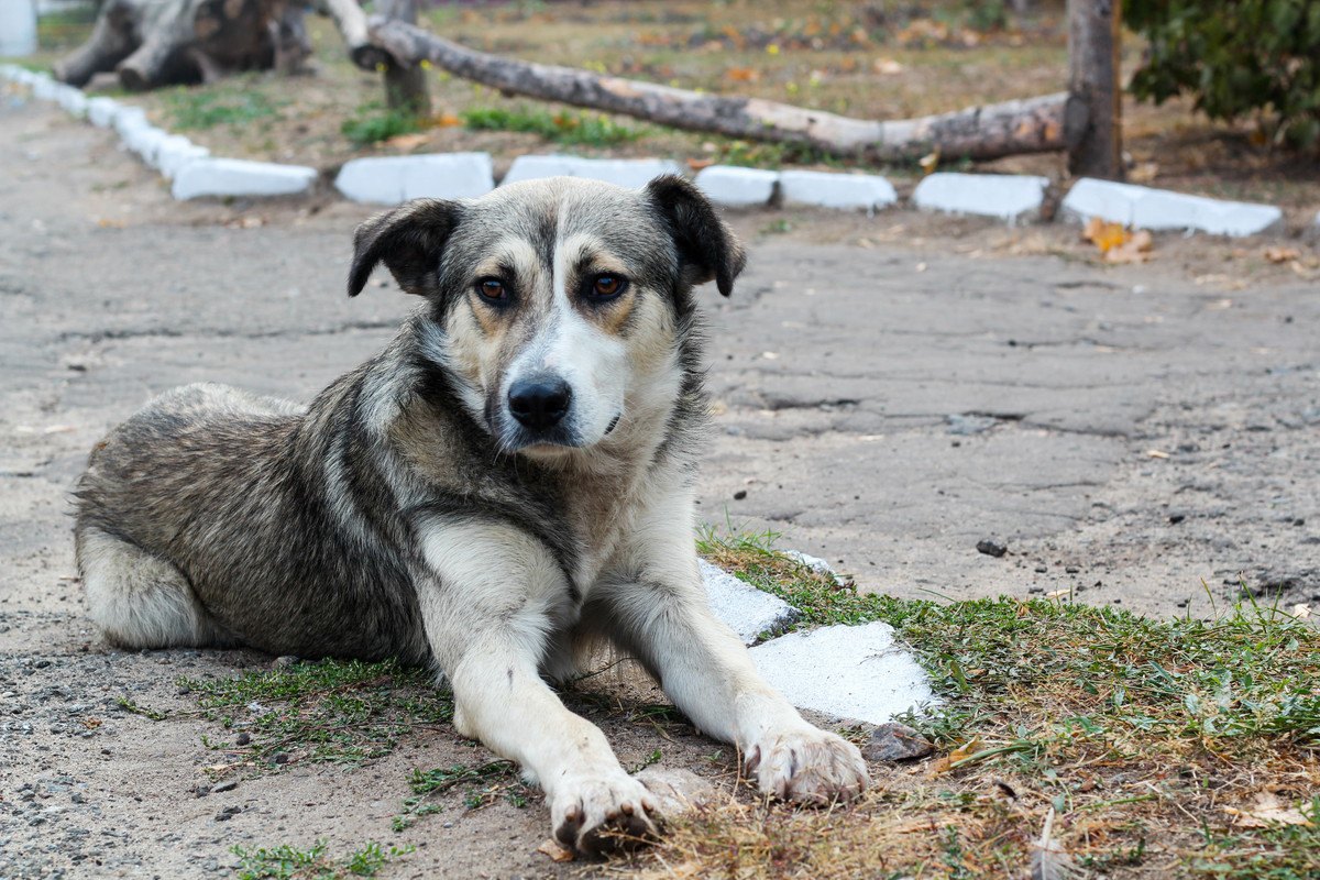 【動物看護師体験談】飼い主から見放され「居場所」を失った高齢犬の行く末