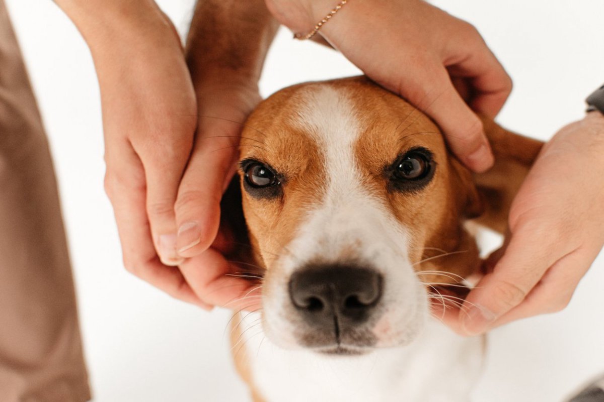 犬に触っちゃダメな5つの瞬間　愛犬にかなりのストレスを与えてしまう場面とは