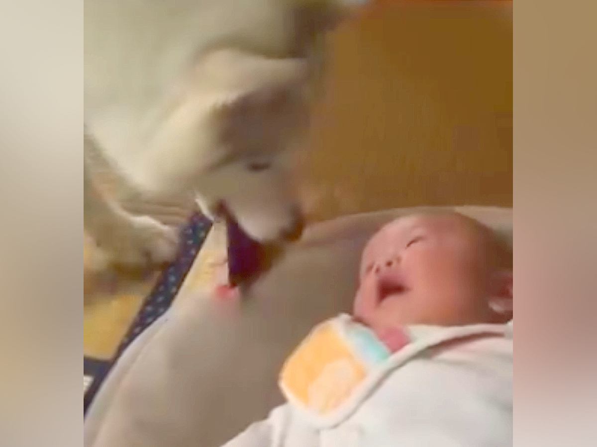 泣き始めてしまった赤ちゃん→優しいハスキー犬が『大事な宝物』を持ってきて…尊すぎる光景に「どれだけ優しいの」「思わず笑顔になった」の声