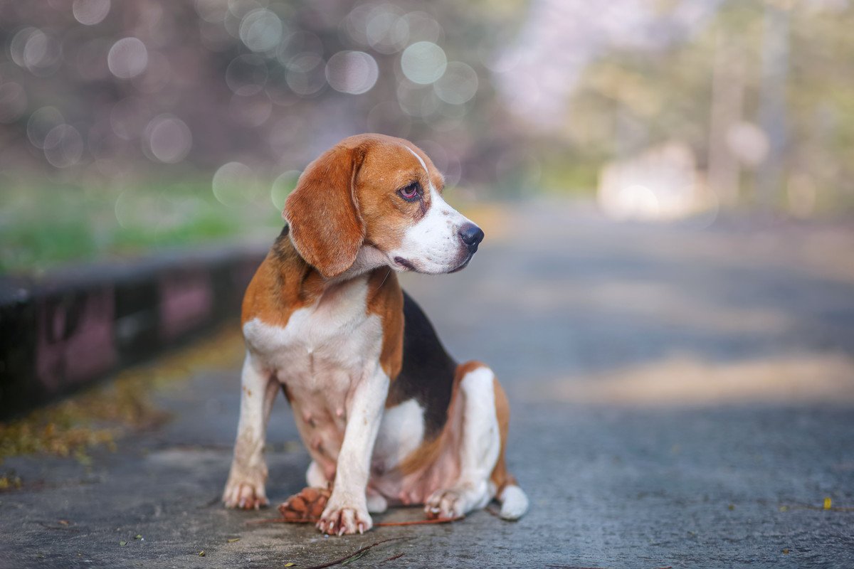 犬が『目をそらす』時の心理３つ　愛犬が飼い主と目を合わせないようにするワケとは