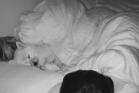 【モニタリング】愛犬は寝てる間なにしてる？朝までカメラを回した動画が癒し効果絶大♡「うらやましい…」「結構動いている」