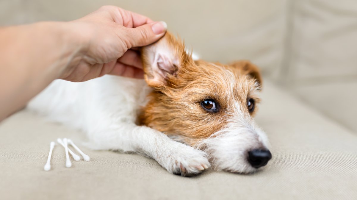 犬が『耳掃除を嫌がる』理由5つ　お手入れさせてくれないときの対処法とは？