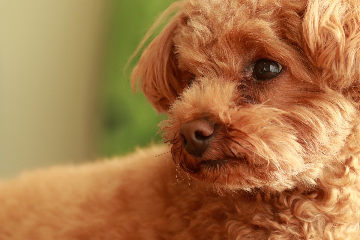 犬が『空気を読んでいる』ときに考えていることとは？人間のように気を遣ったりするの？