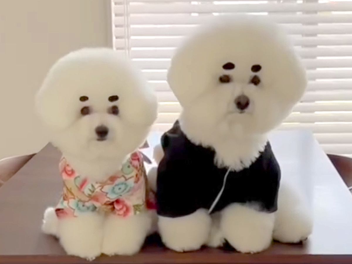 モフモフの兄妹犬と一緒に暮らした結果→想定以上に似てきて…『シンクロ率が高すぎる光景』が7万再生「似すぎてて悶えた」「可愛い」と絶賛