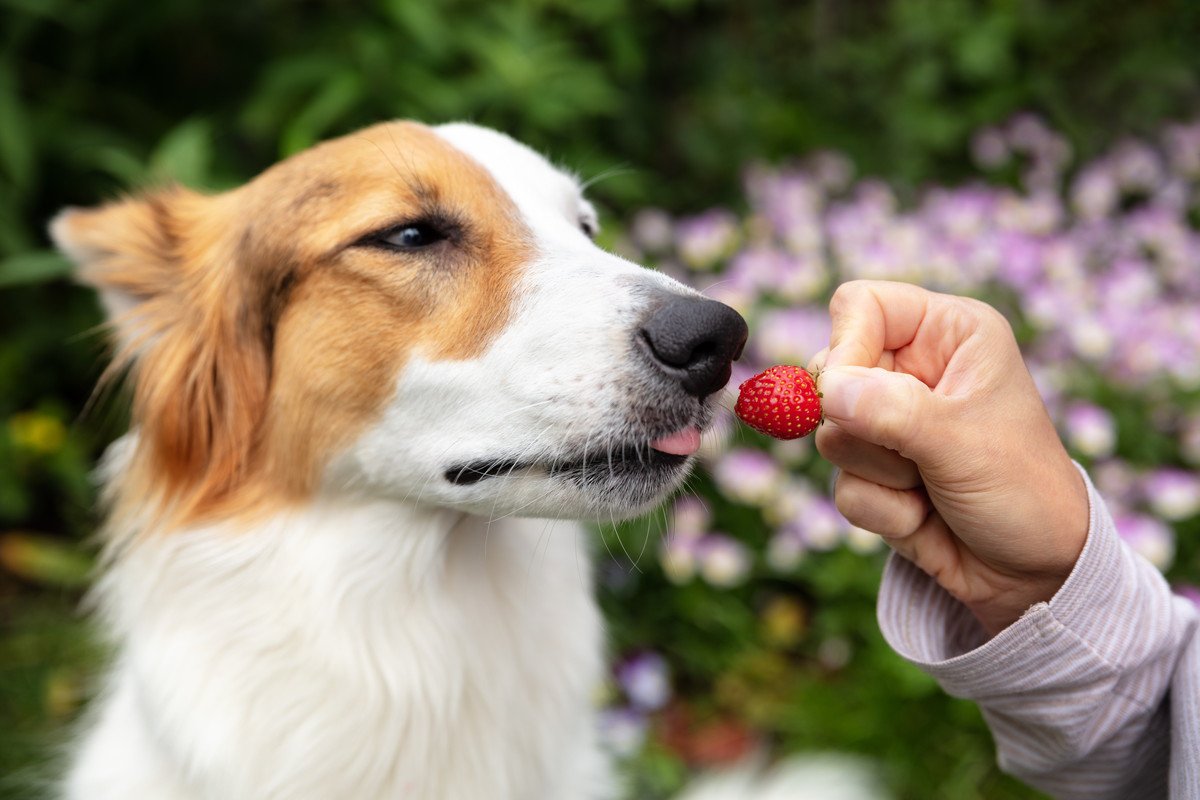 犬に食べさせてもいい『春の果物』5選　絶対にしてはいけない与え方まで