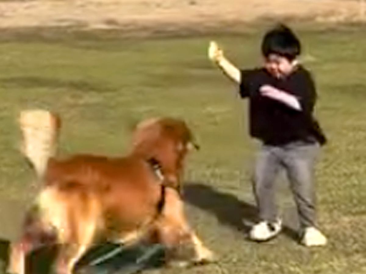 男の子と凧上げ→手が離れ飛んでいってしまったら、大型犬が…まさかの『天才すぎる行動』に「素晴らしい連携プレー」「素敵な家族」と絶賛