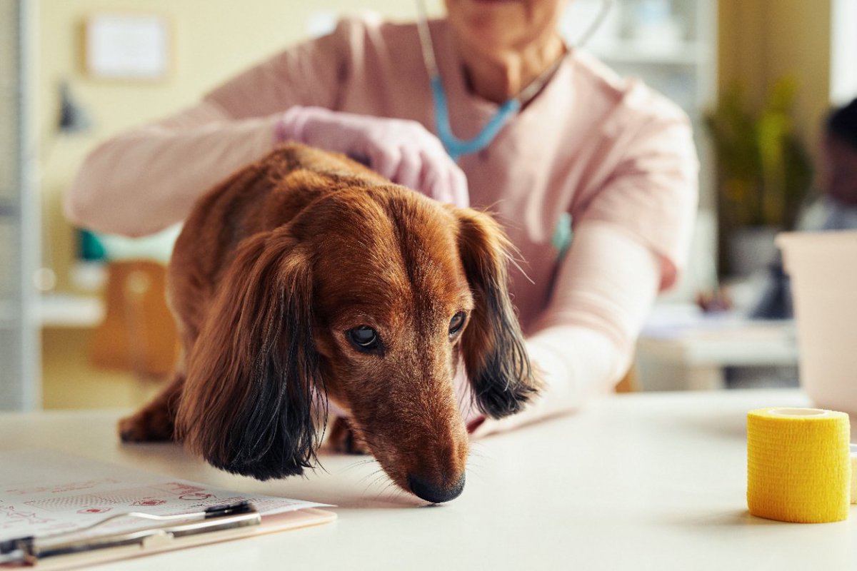 老犬の危険な『吐き方』４つ　すぐに病院へ行くべき症状や予防するための対策まで