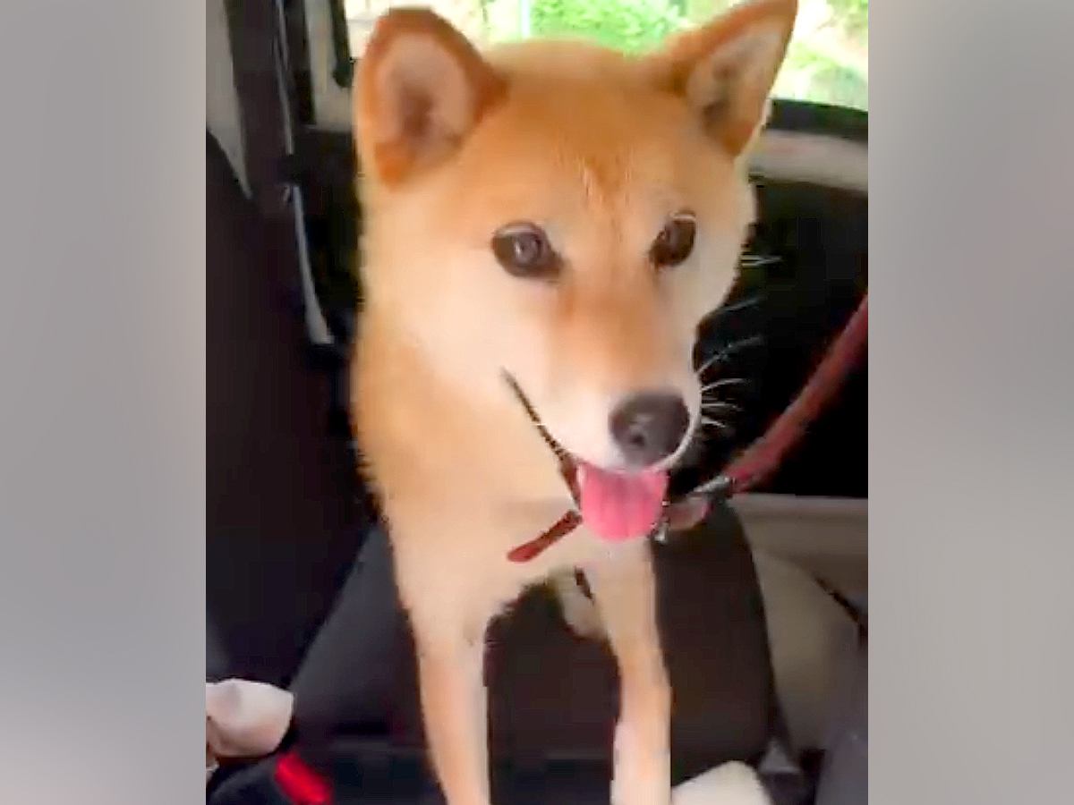 大喜びで散歩に出かけた犬→帰宅後…あからさま過ぎる『切ない光景』が1000万再生越えの大反響「チーンって感じｗ」「なんか老けてて草」