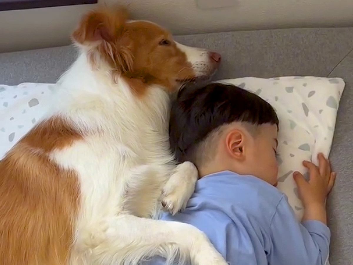 小さな男の子を守るように眠る犬→『起こしちゃダメだよ』と抱きしめる光景が泣けると100万再生「なんか涙が出た」「家族愛が素敵すぎる」