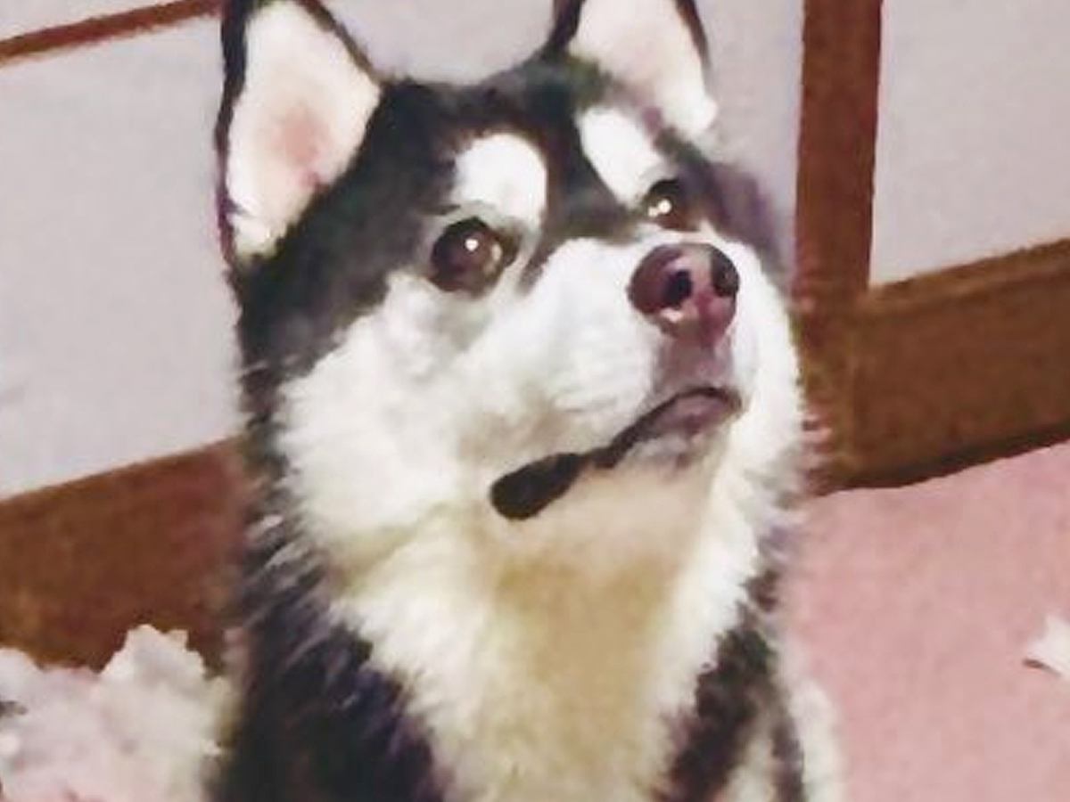 『破壊神』と呼ばれるハスキーの子犬→一瞬目を離した結果…想定を超える惨状と『まさかの表情』に「なぜ被害者面ｗ」「破壊の美学」と1万いいね