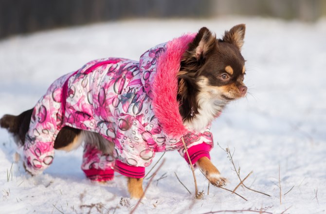 犬の寒さの感じ方と対策について