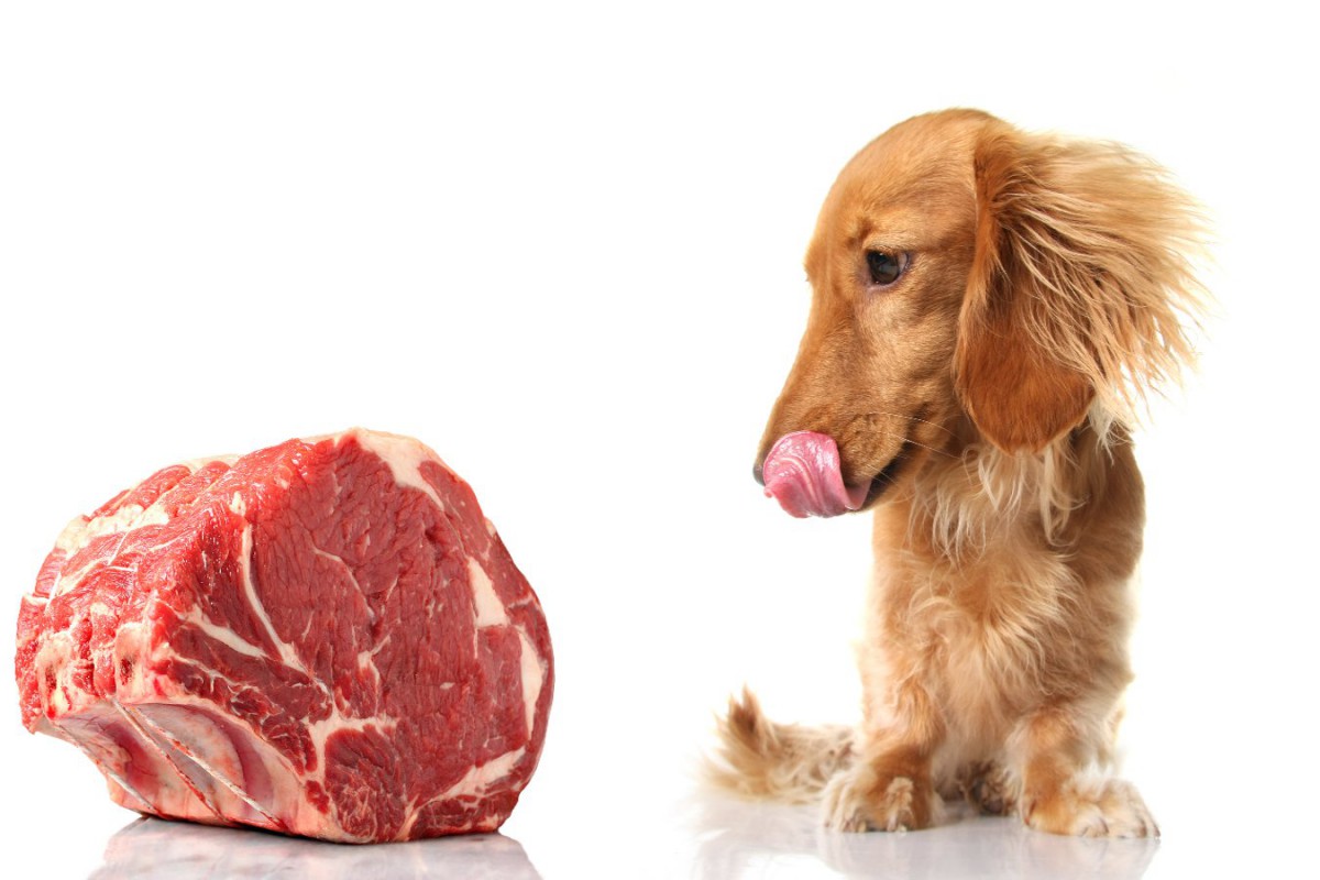生肉食の犬は薬剤耐性菌を排泄する可能性が高いという研究結果