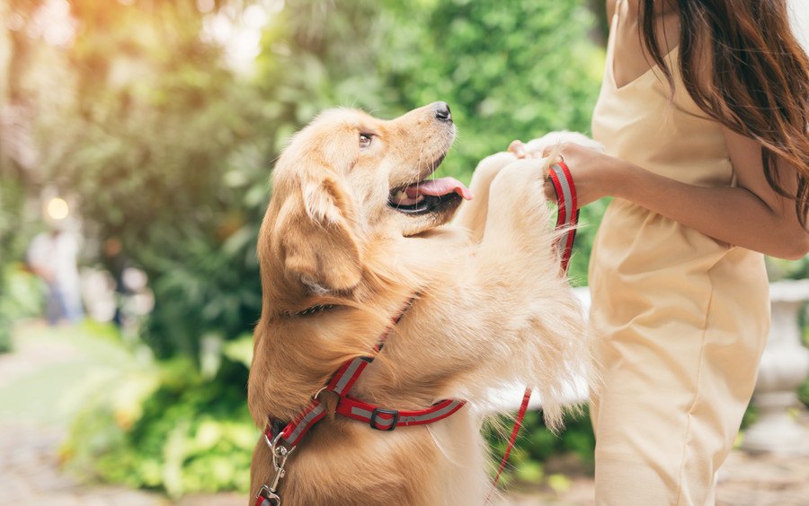 犬が他人に飛びついてしまう心理４つ