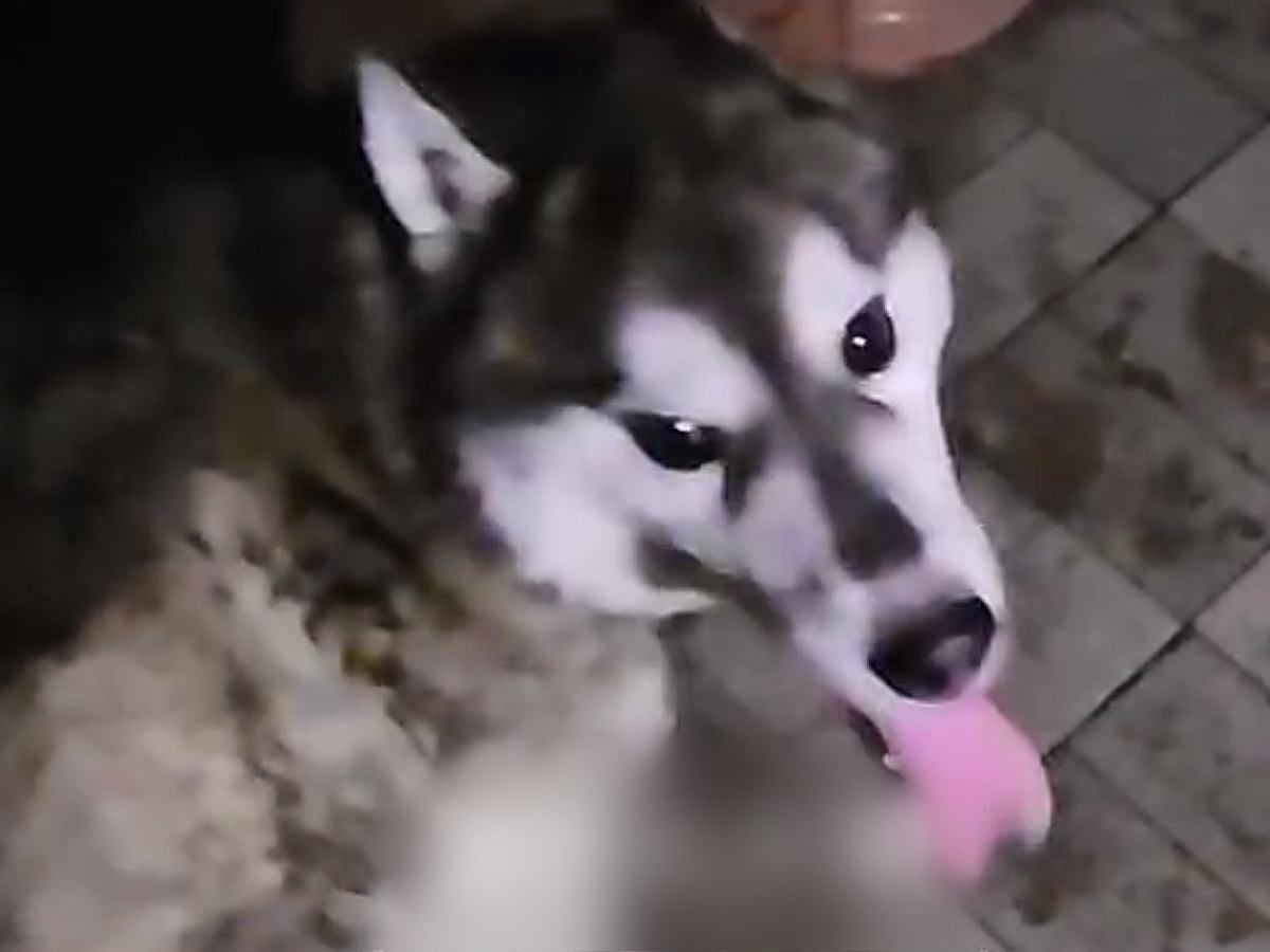 『引っ越すから飼えない』炎天下の中、鎖に繋がれ放置された大型犬…『命を救いたい』と最善を尽くした結果→涙溢れる光景に反響「本当よかった」