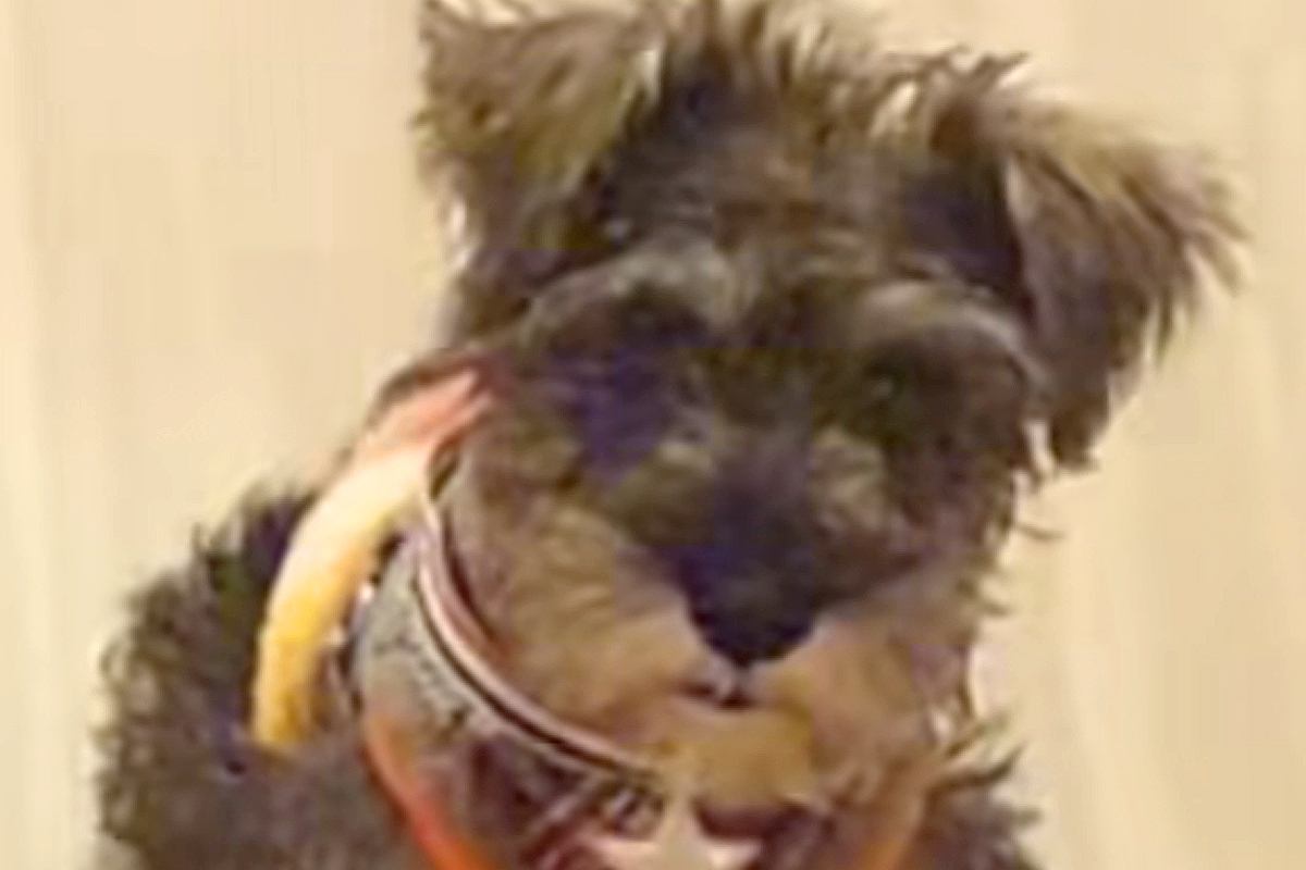 『ボロ雑巾と呼ばれていた犬』が過去の自分のようで…『幸せにしたい』と飼った結果→愛情いっぱいな『現在』に感動「運命だ」「世界一の宝物」