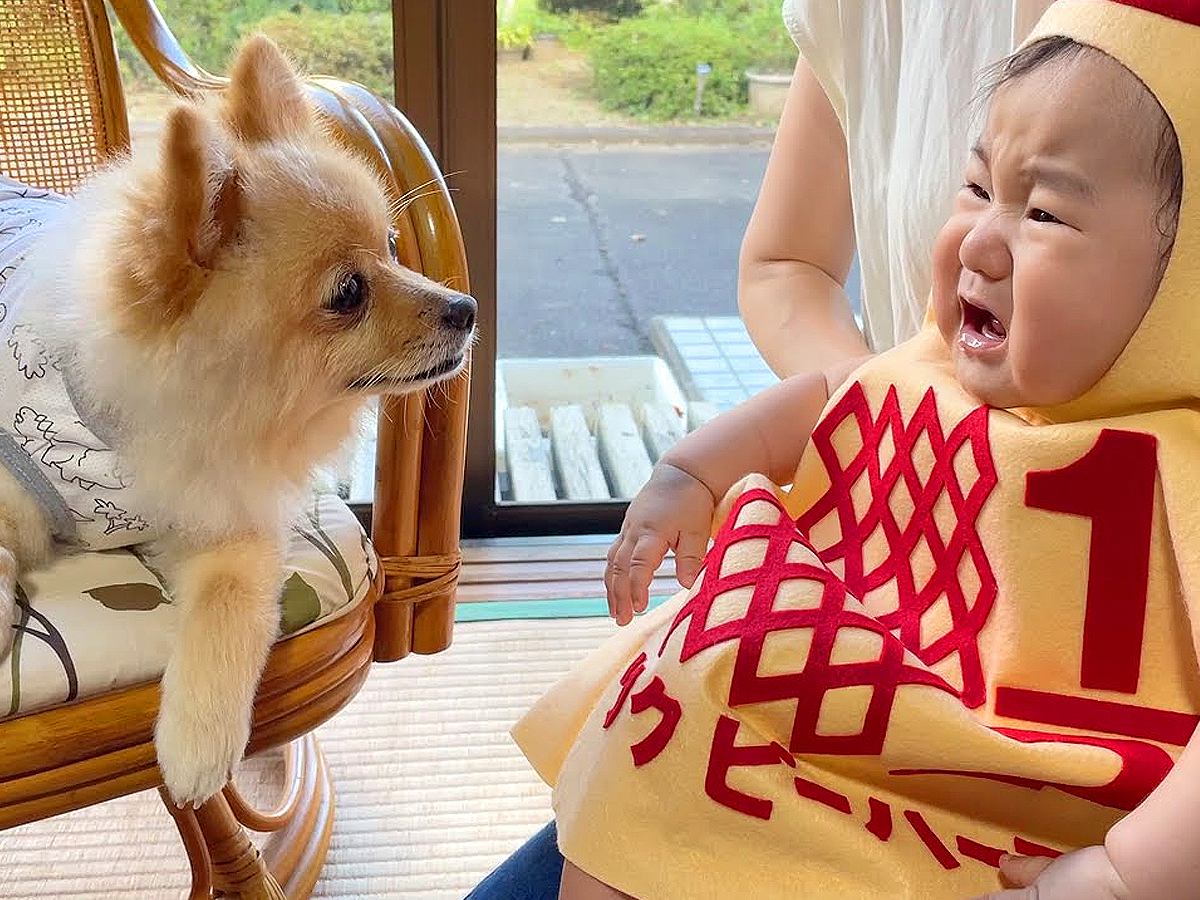 犬が『赤ちゃん』を初めて見た反応…「同じ体勢なのかわいすぎる」「なんて優しい表情」そばを離れようとしない光景が43万回再生