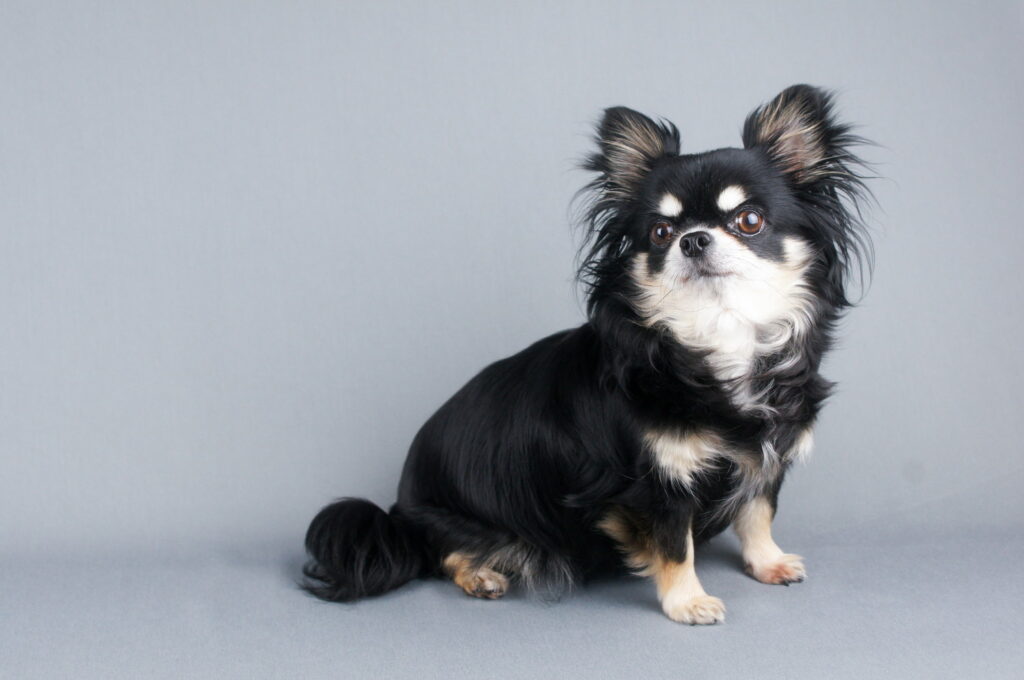チワワの黒（ブラック）が人気な理由！性格や犬種の特徴、毛色のバリエーションから値段の相場まで徹底解説