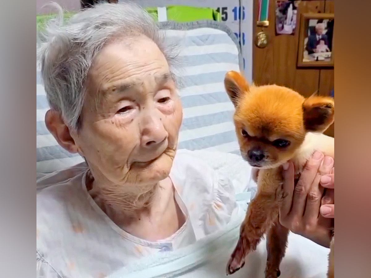 犬を猫だと勘違いしていたおばあちゃん→4年後に『犬を覚えてるか』質問してみた結果…ずっと見ていたい『愛おしい光景』が56万再生の反響
