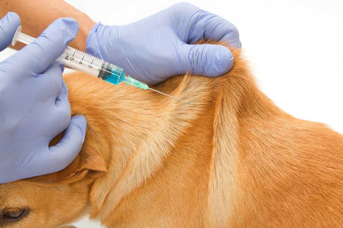 犬の『皮膚が伸びる』のはなぜ？主な理由や病気を早期発見するためのチェック方法まで