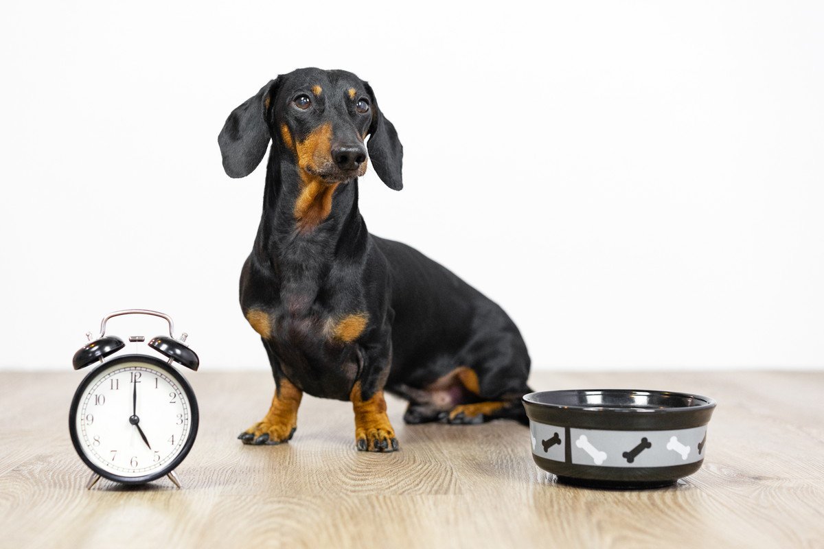 犬のご飯は何時に与えるべき？決まった時間にあげた方がいいの？適切な時間帯まで