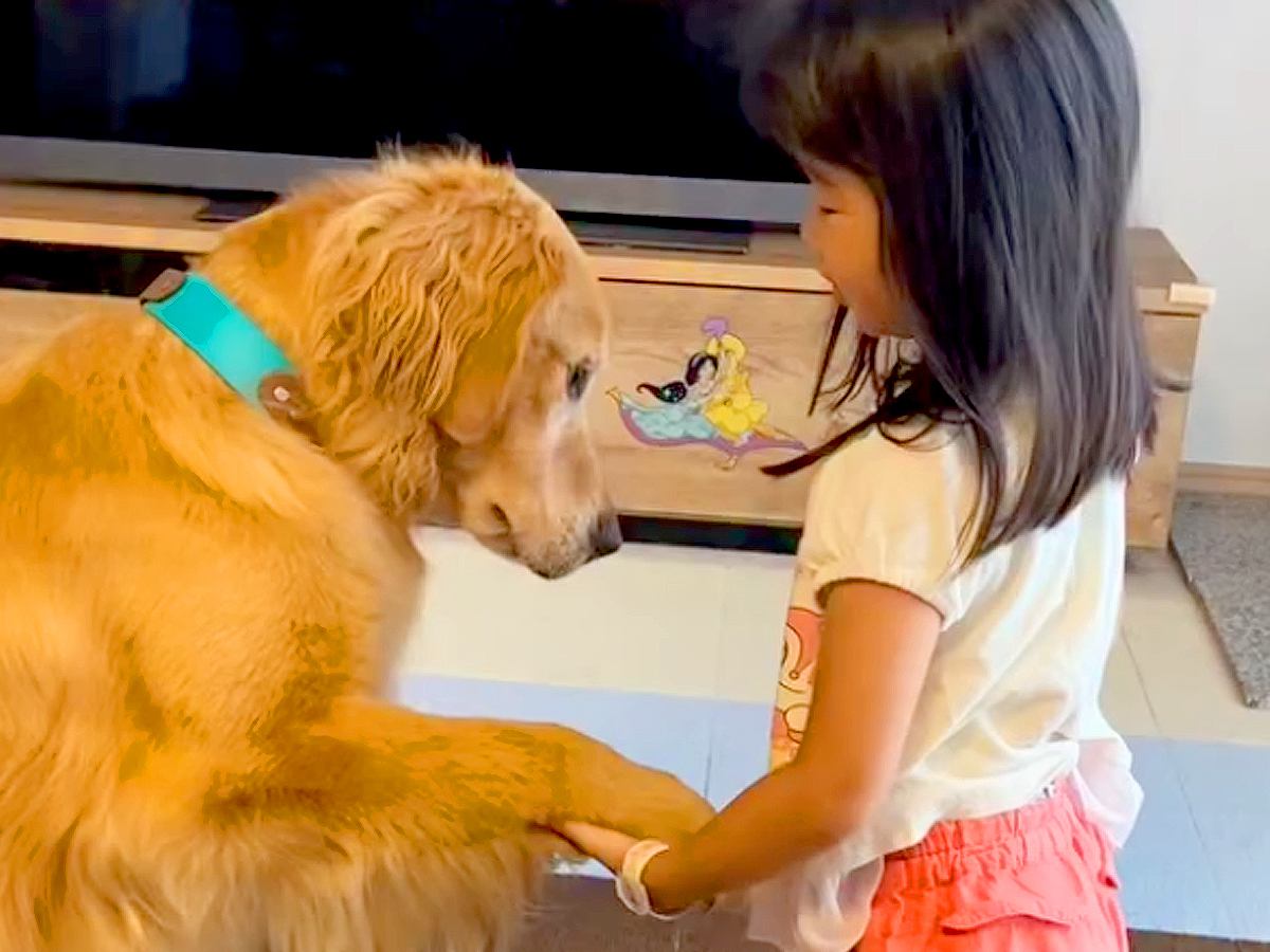 小さな女の子が大型犬にオヤツをあげようとしたら…幸せが溢れている『あまりにも優しい光景』に反響「なんていい子なの」「全員かわいい」