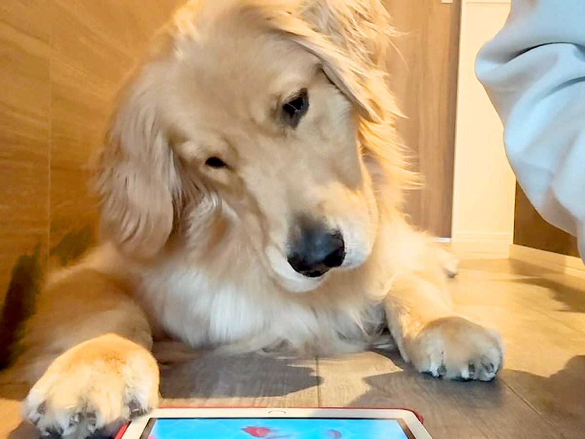 タブレットで遊べる猫用ゲームを『大型犬にやらせてみた』結果…一生懸命に楽しむ光景が愛おしいと90万再生「無双モードｗ」「おてて最高」