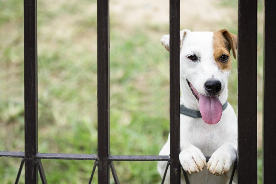 犬を自宅の庭で遊ばせるときの注意点３つ