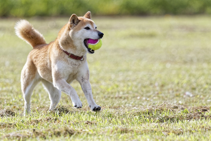 犬と楽しめる関東の公園7選